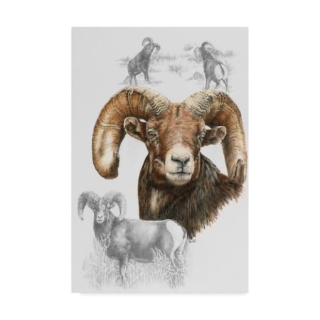 Barbara Keith 'Big Horn Sheep' Canvas Art,12x19